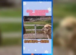 娱乐吃瓜系统,吃瓜群众必备的幕后故事大盘点