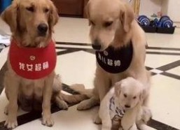 娱乐吃瓜酱送小狗视频